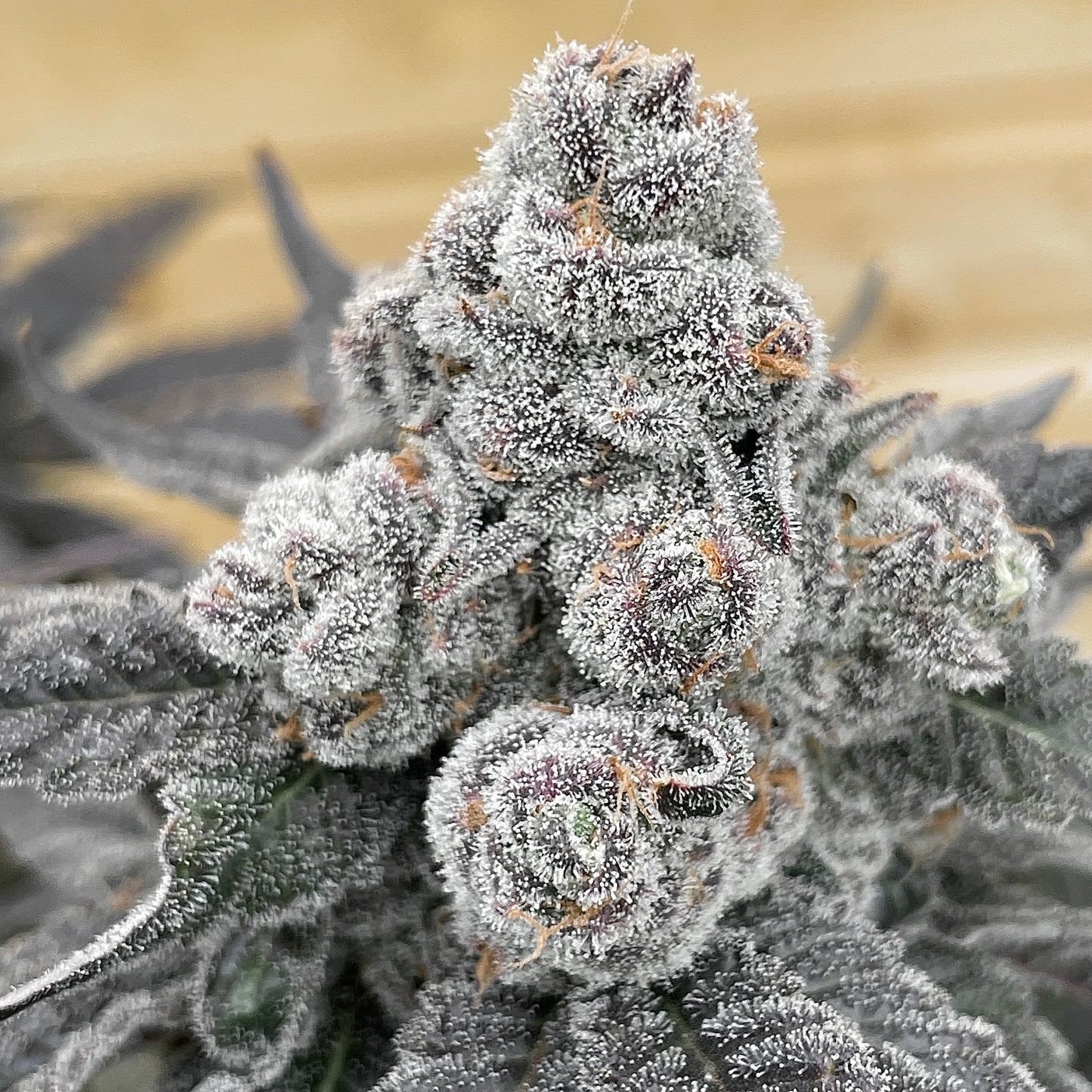 Strawberry Gummies | Grouned Genetics | 7 Feminized Seeds