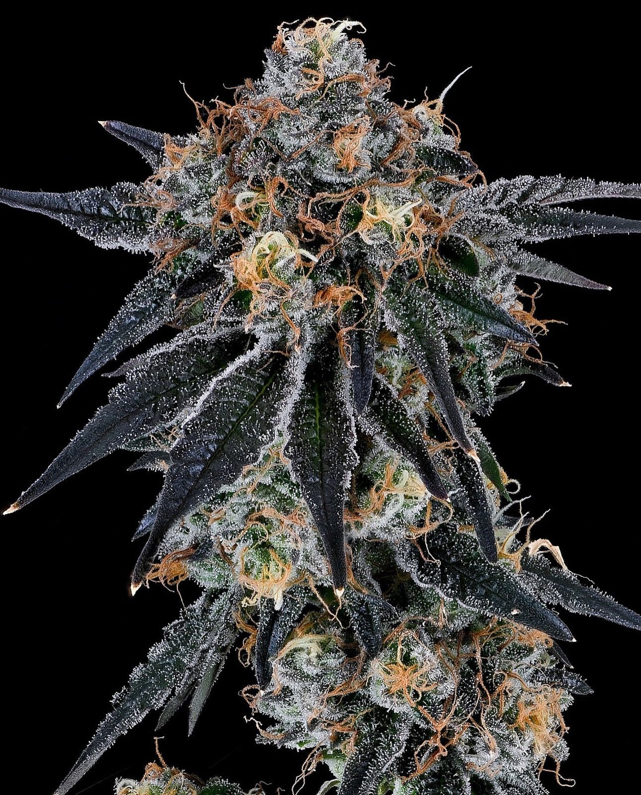 Blue Fumez | Grounded Genetics | 7 Feminized Seeds