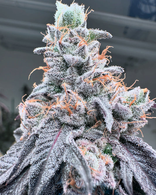 Swoosh | Grounded Genetics | 7 Feminized Seeds