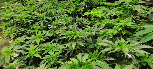 Super Lemon Haze 2010